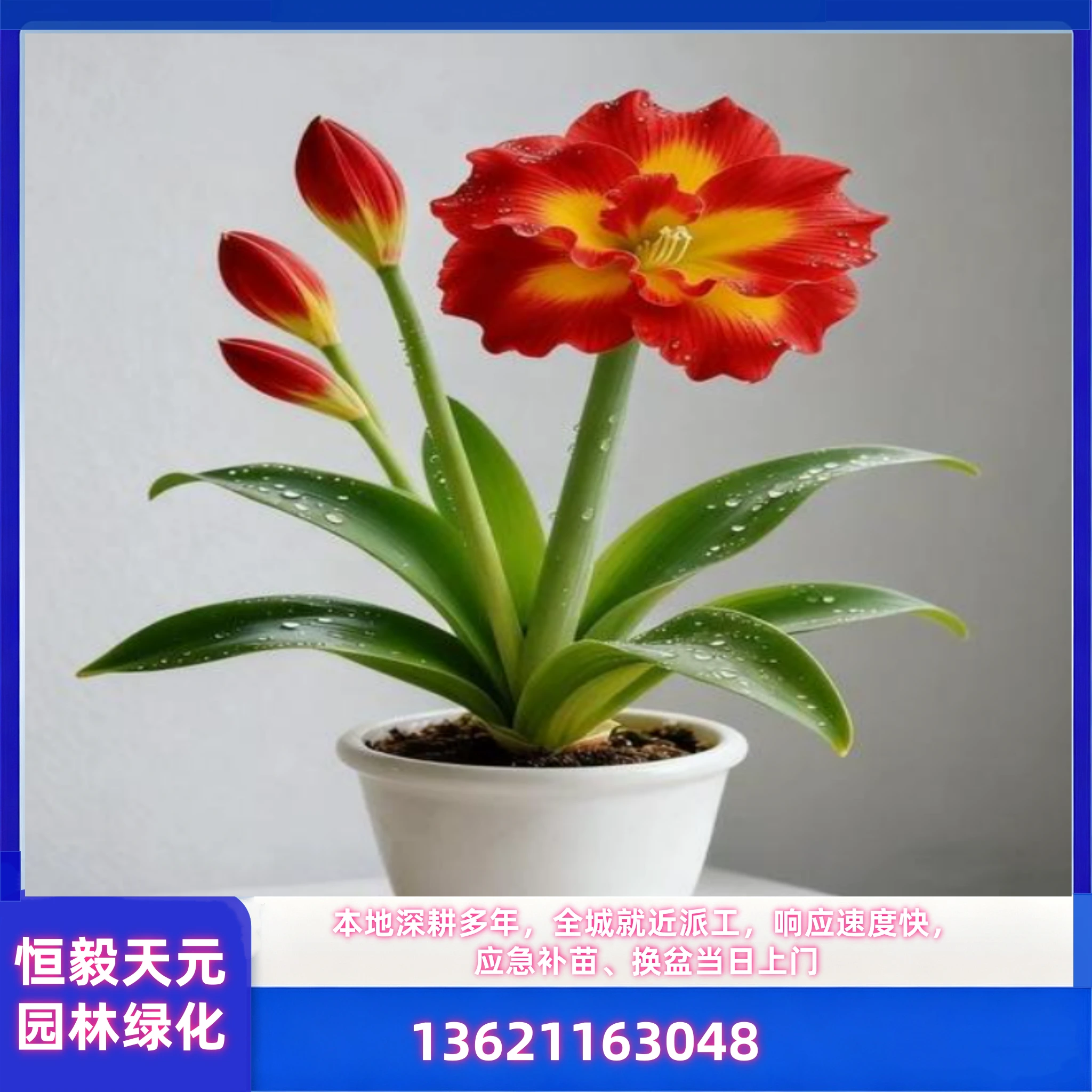 节日花坛出租