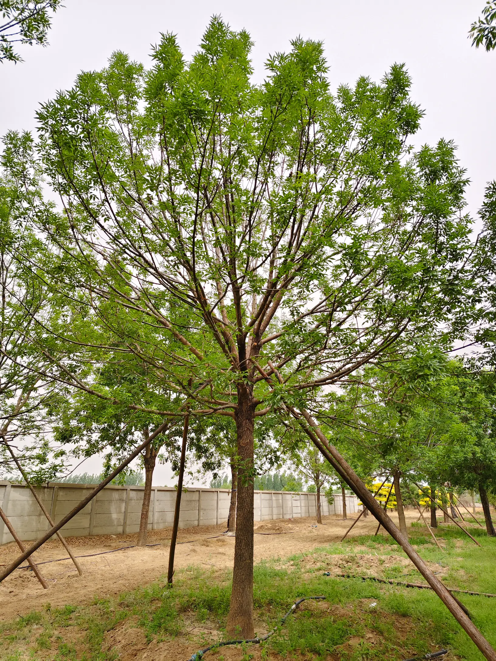 假植白蜡20-25公分