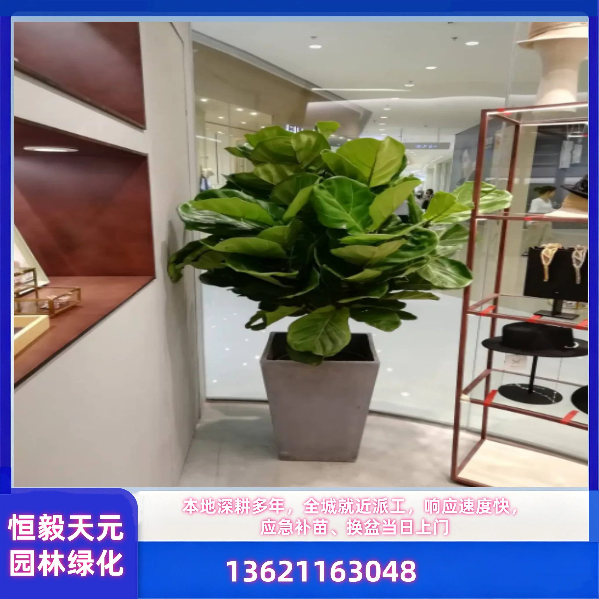 绿植租赁