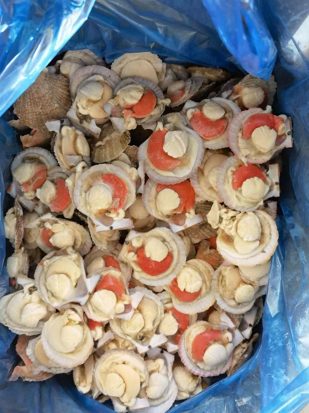干贝