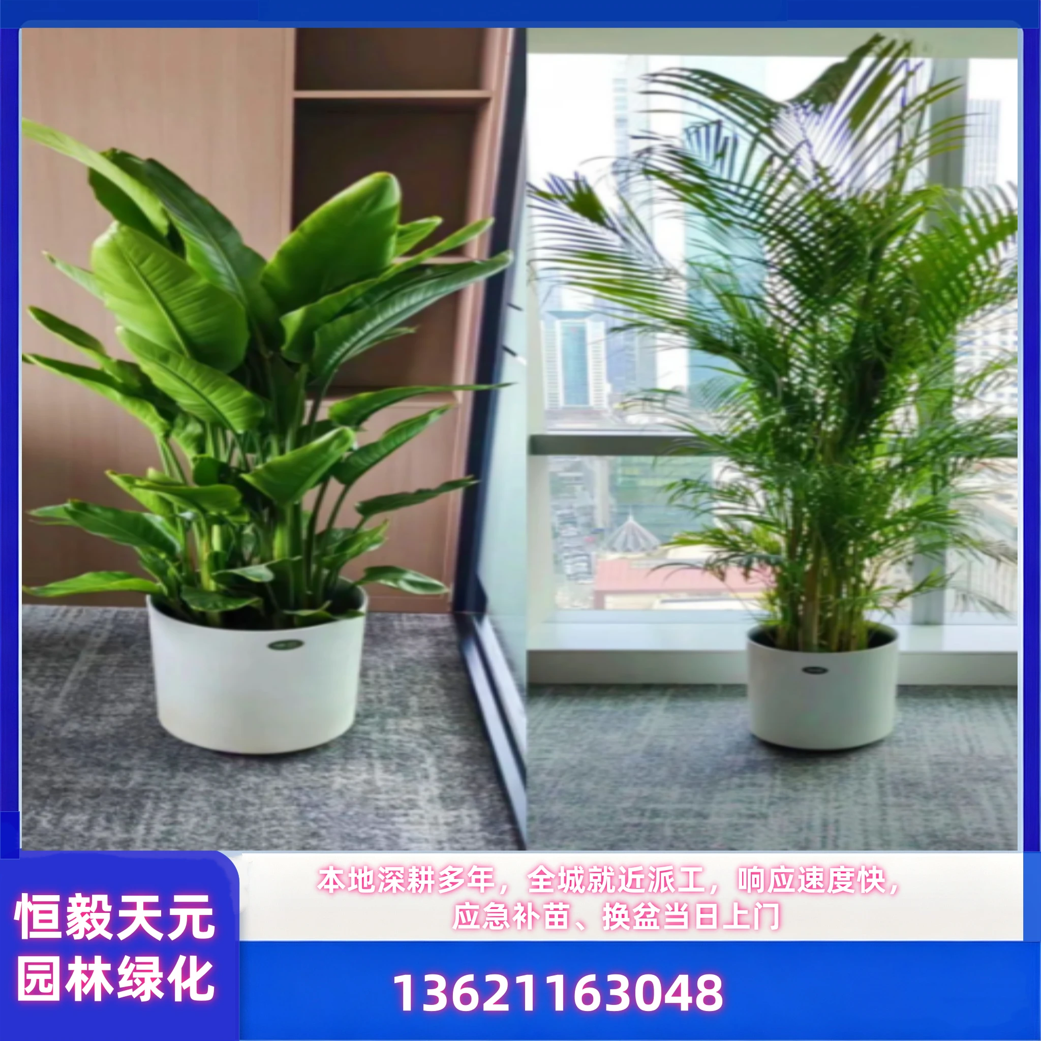 植物出租