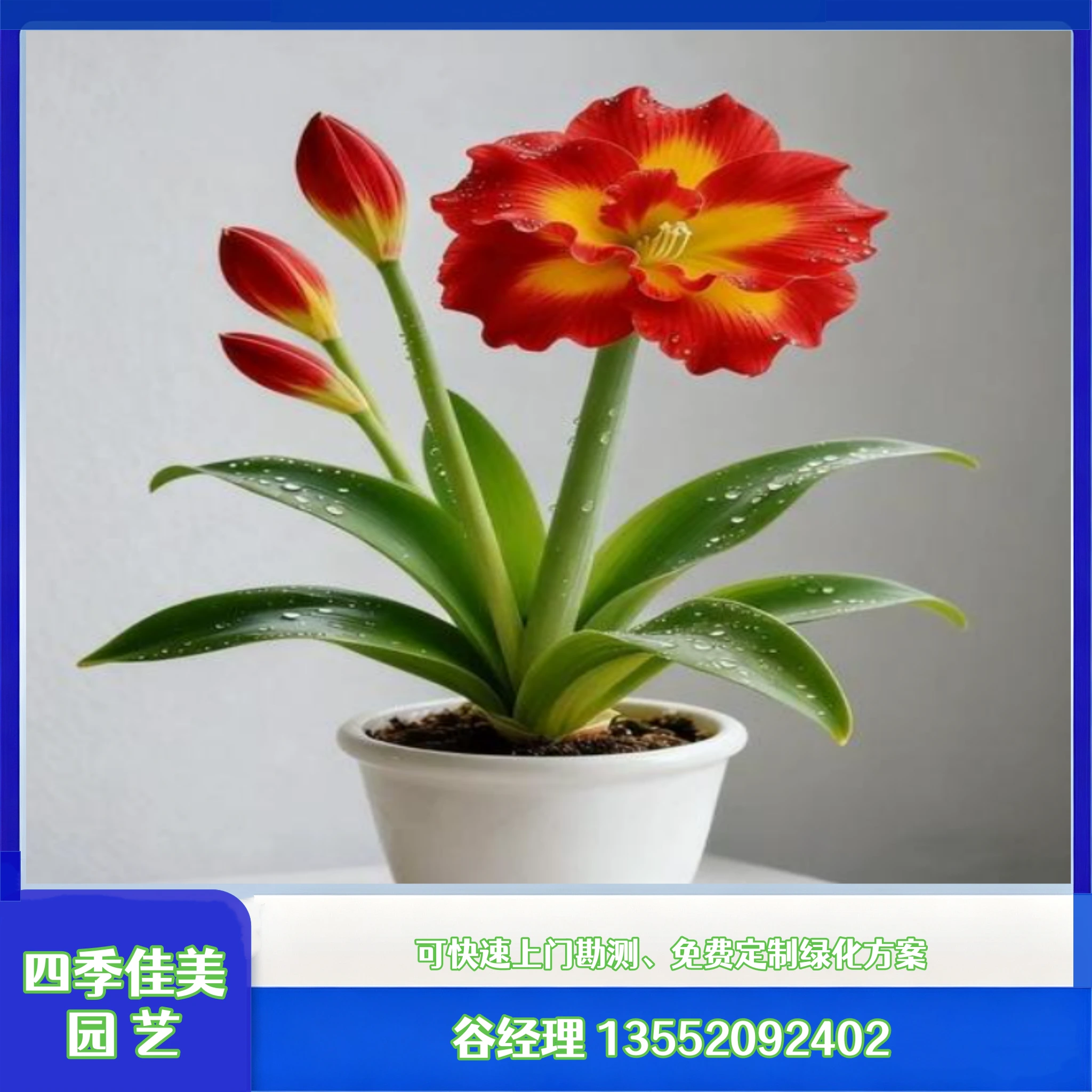 会议室临时绿植摆放